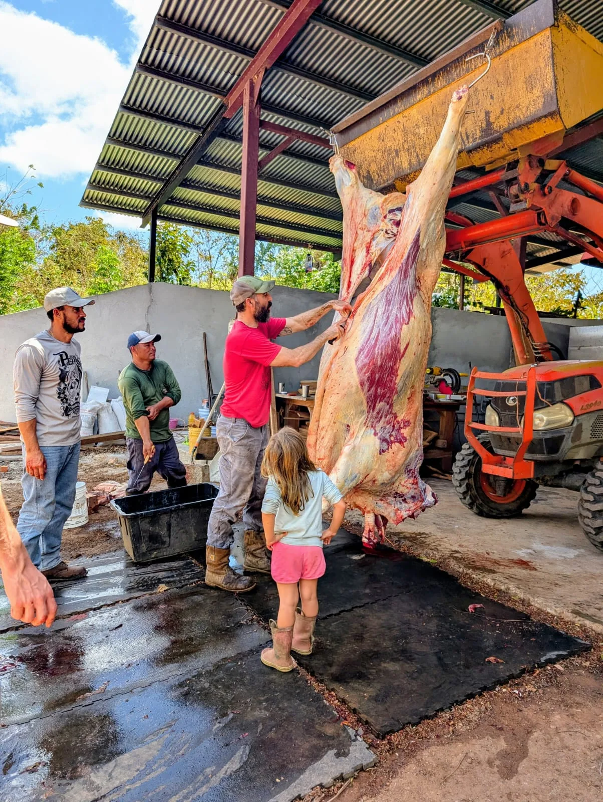 Beef hanging to age