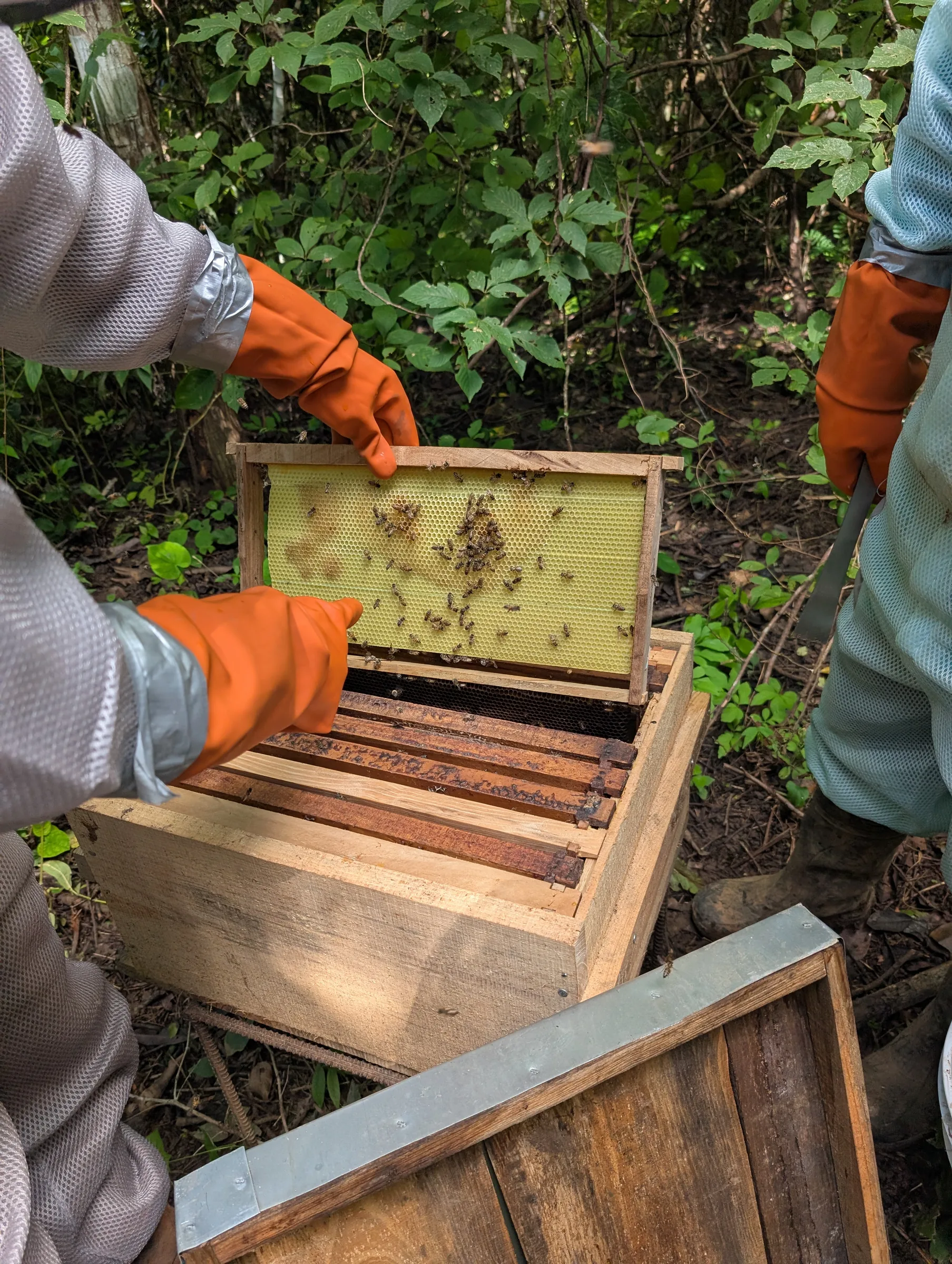 Lifting a honey frame from the hive at Finca 588