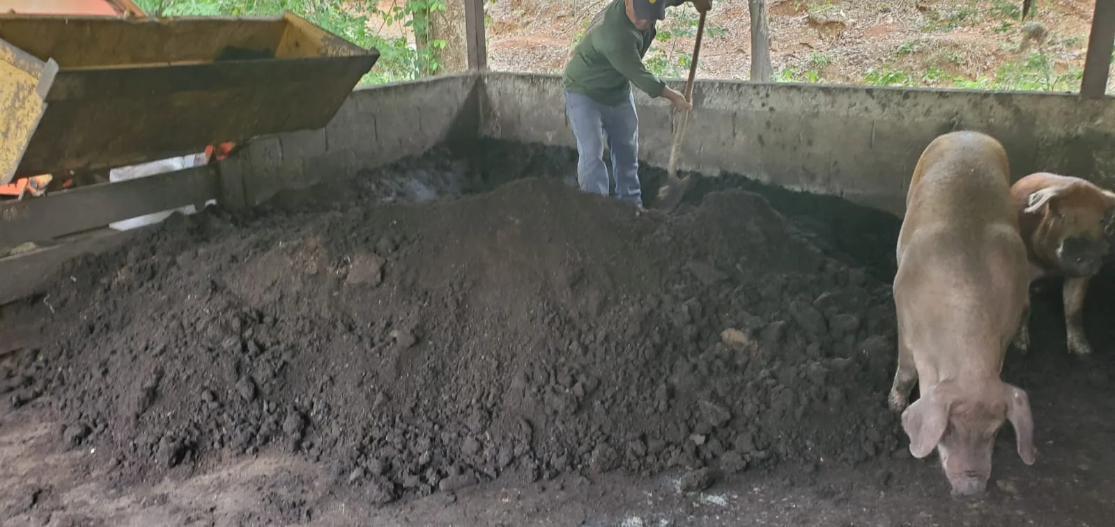 Chino turning the pig compost