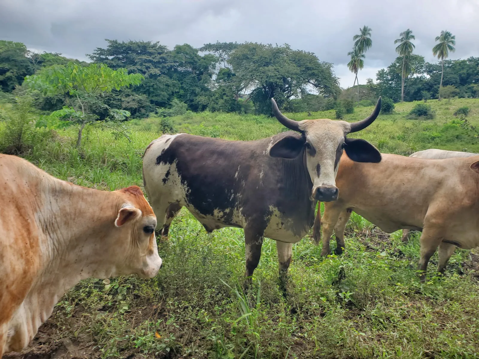 The herd grazing at Finca 588