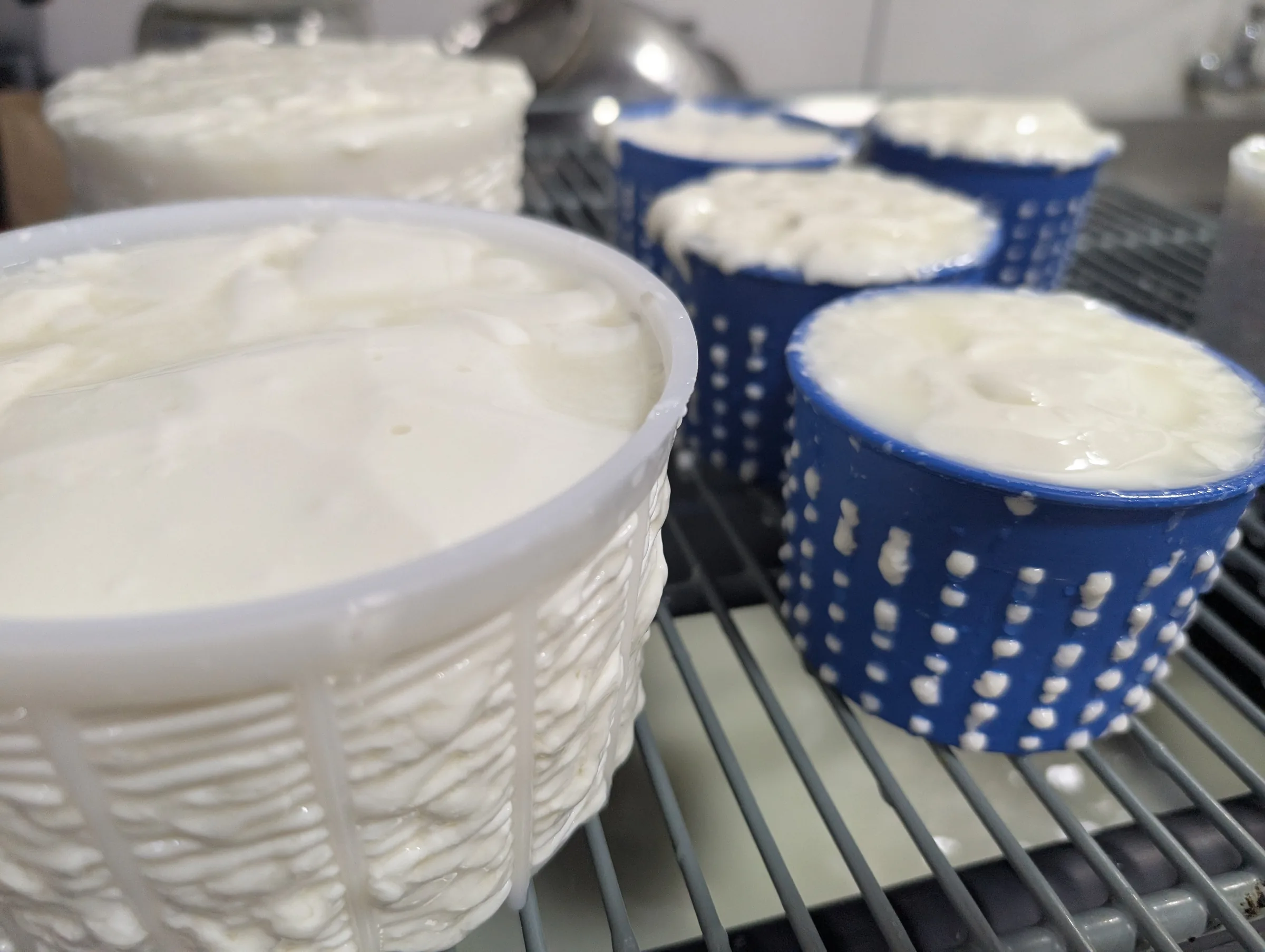 Camembert draining in the dairy