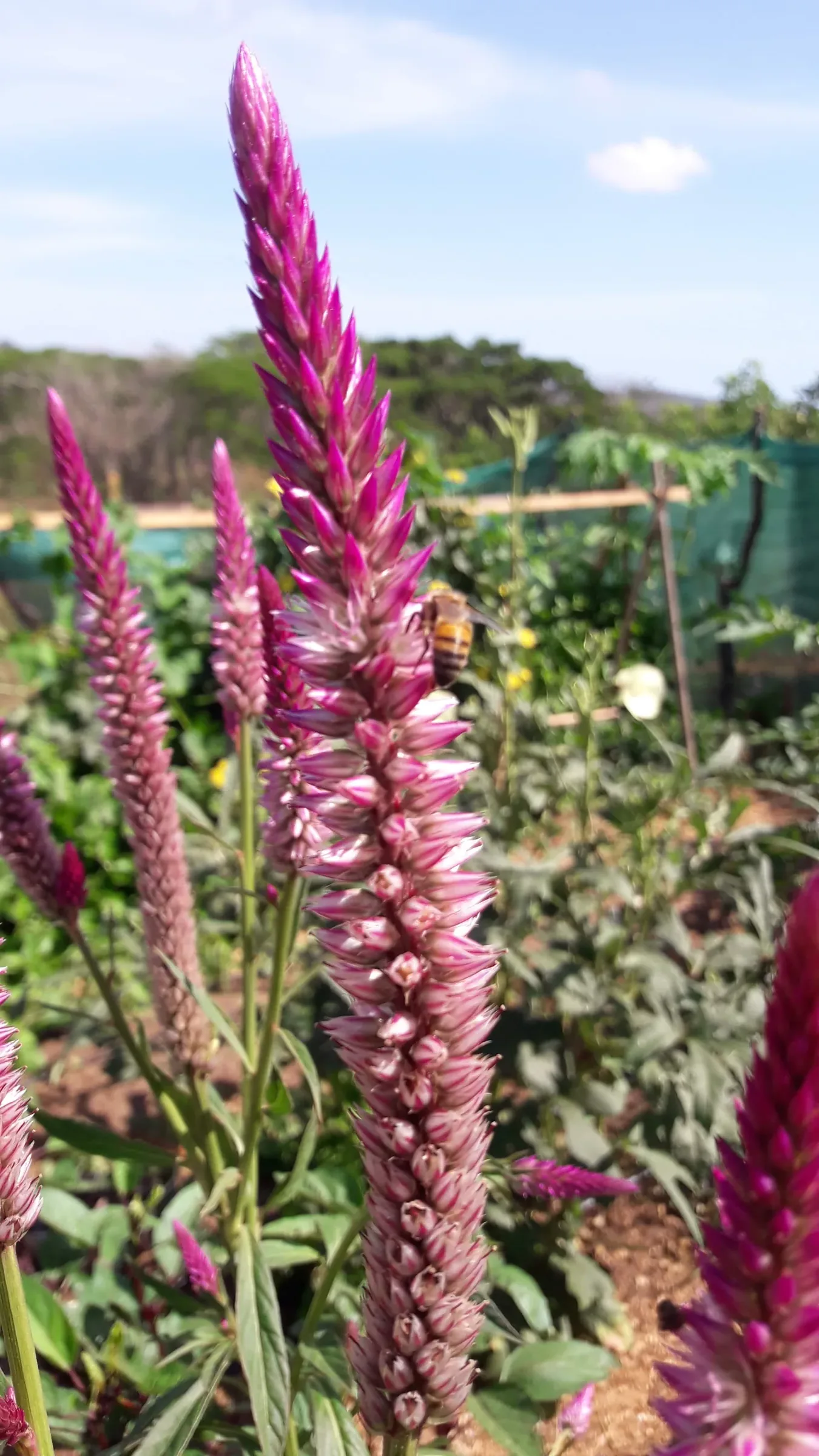 A bee working a flower on the farm