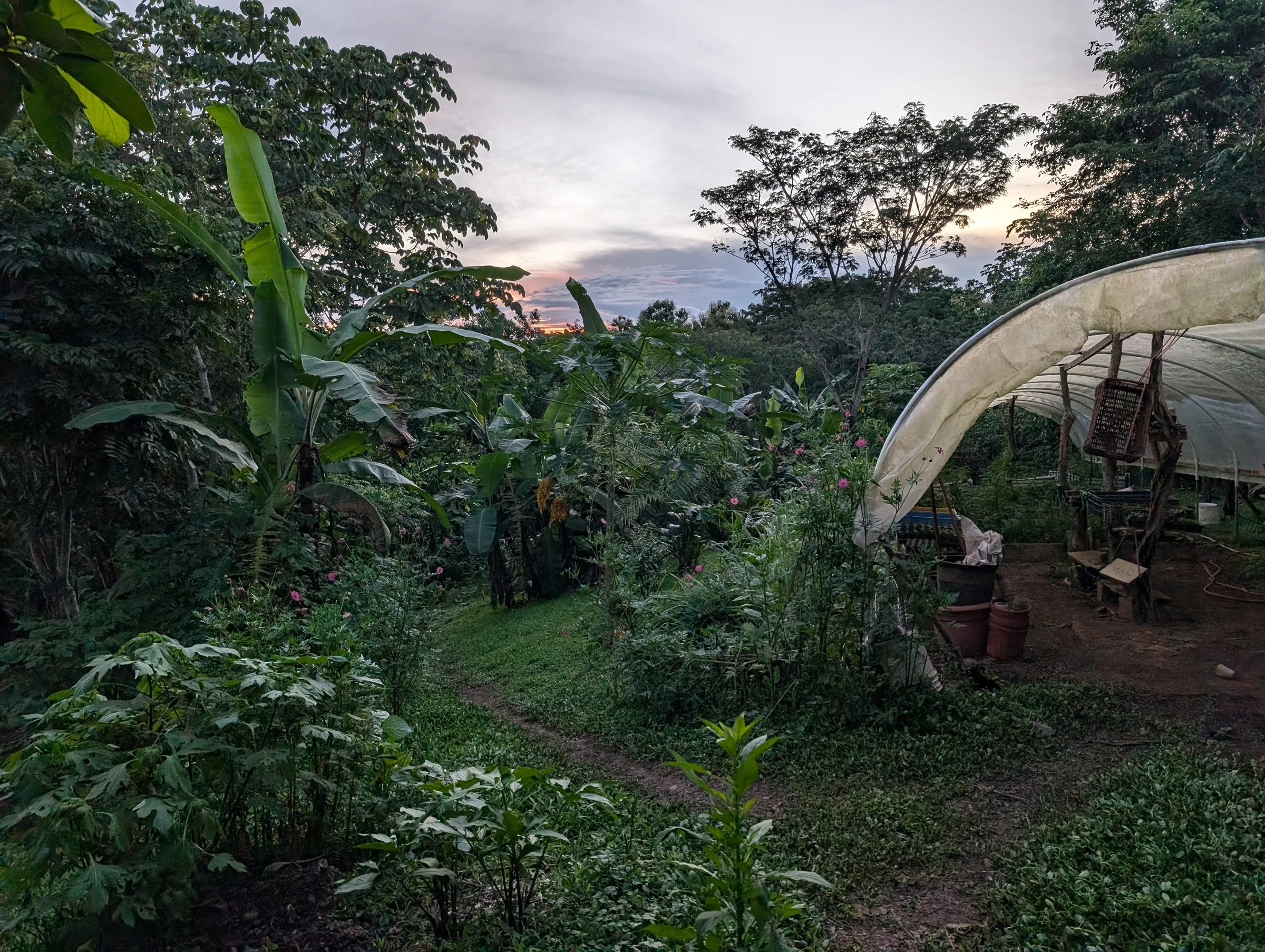 The greenhouse at dusk