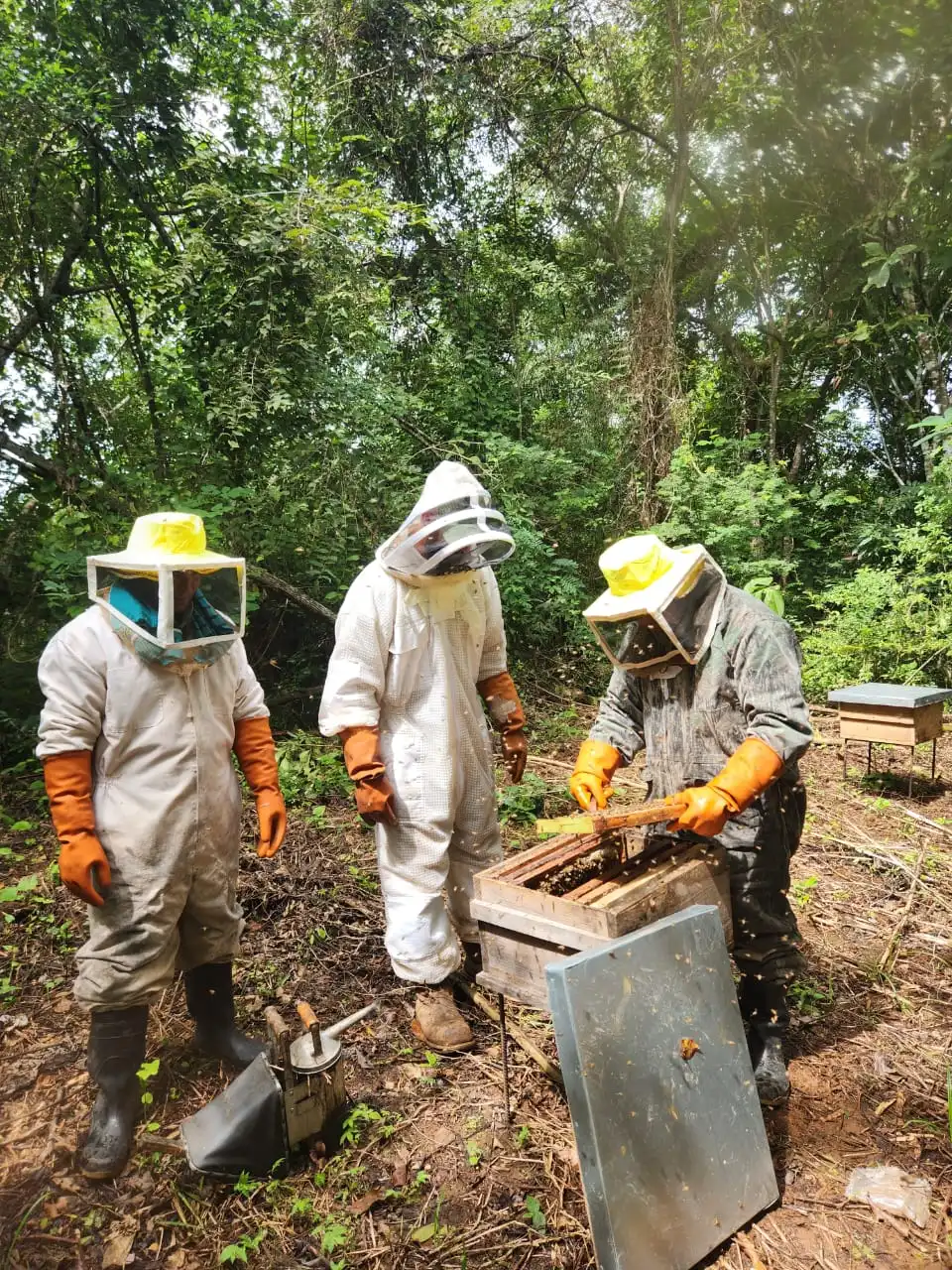Working the beehives at Finca 588