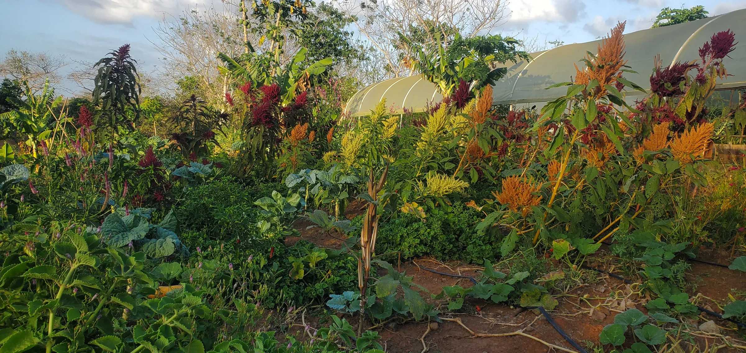 Tropical jungle at Finca 588