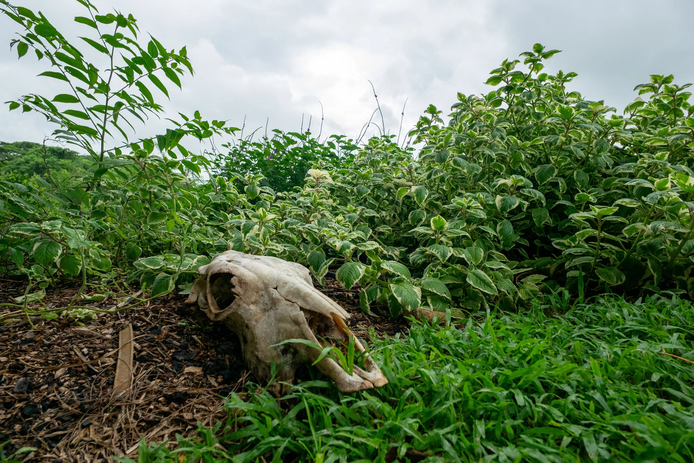 A cow skull resting among the oregano at Finca 588