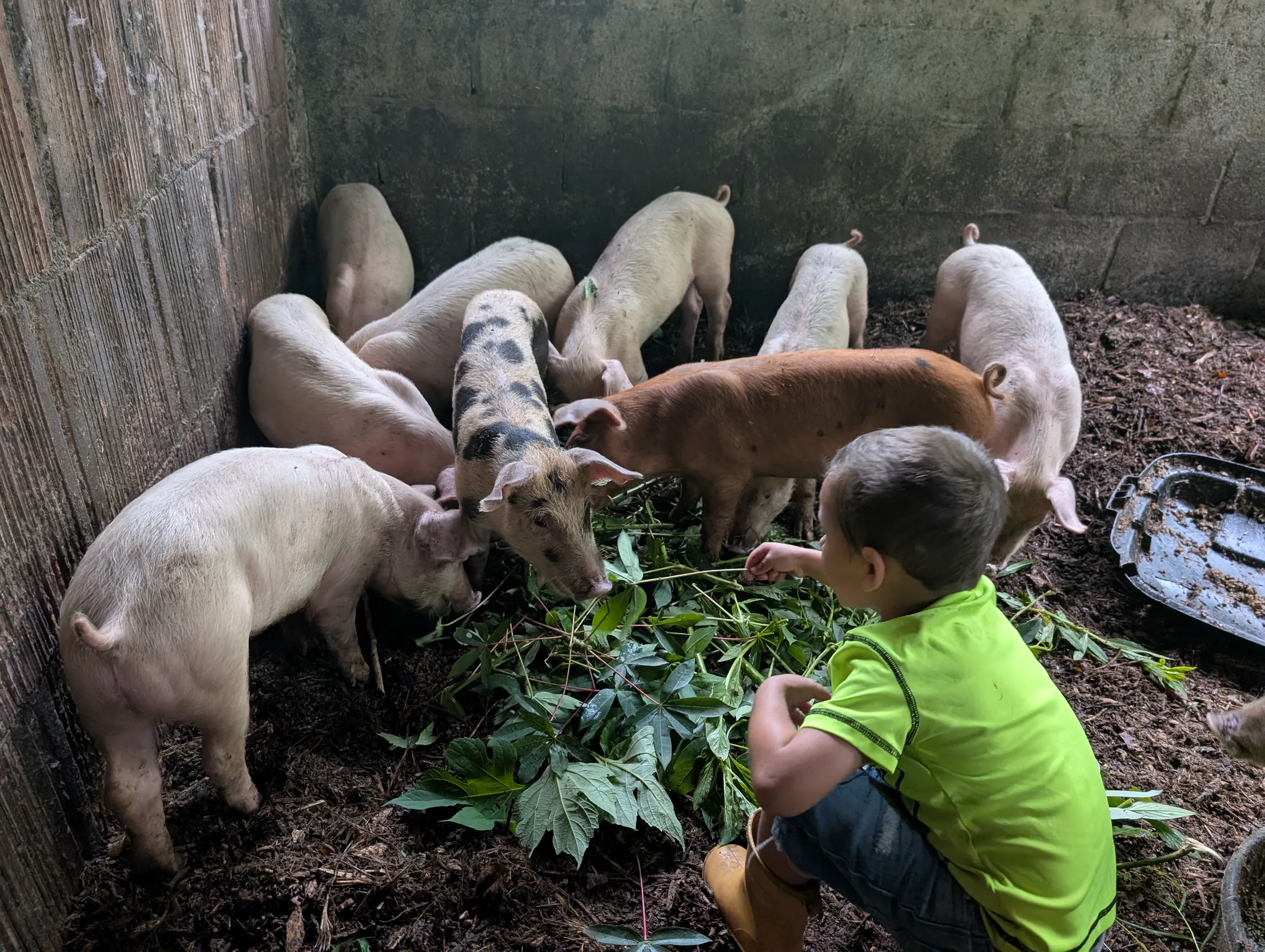 A child feeding the piglets at Finca 588