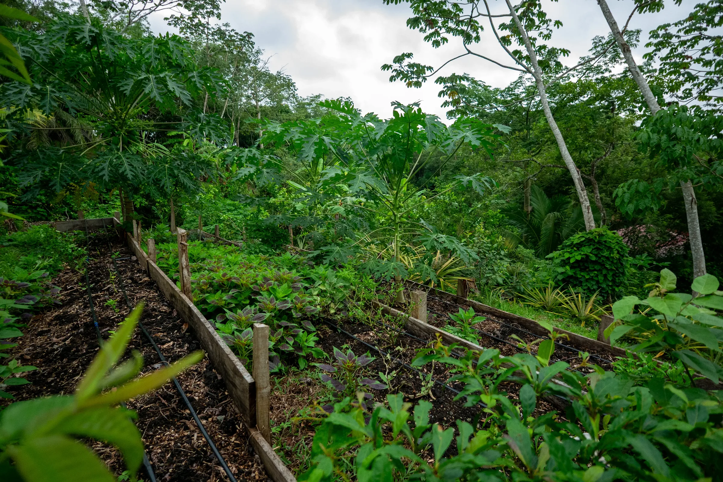 Tropical forest at Finca 588