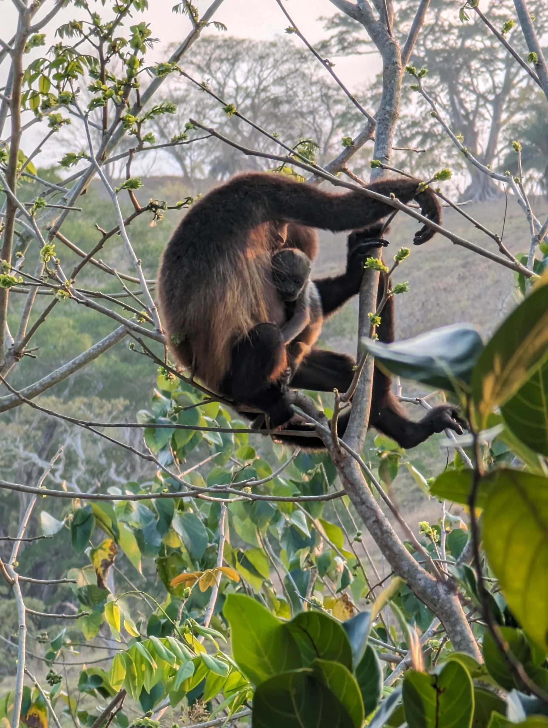 A mama howler monkey with her baby