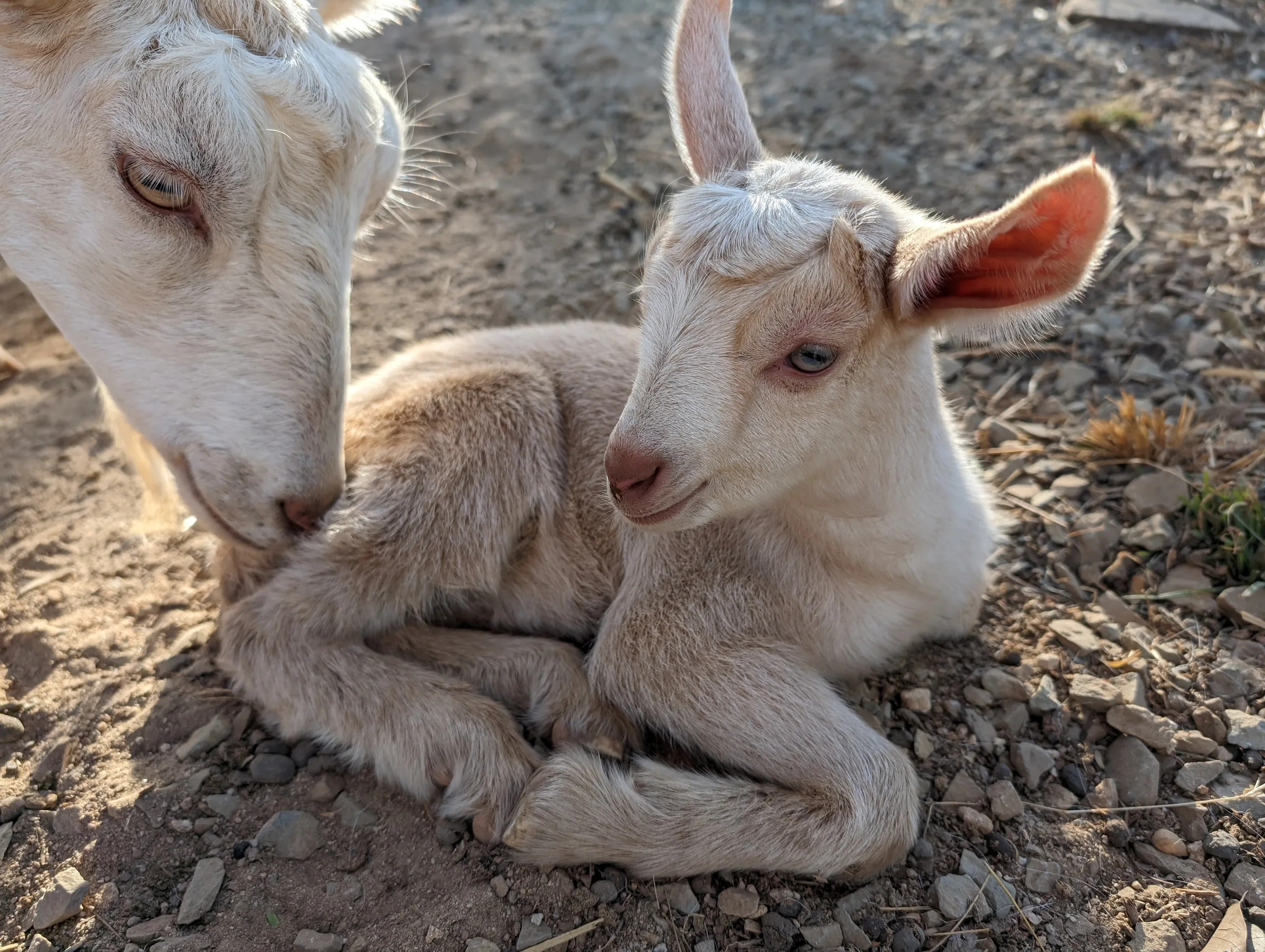 A newborn kid with its mother