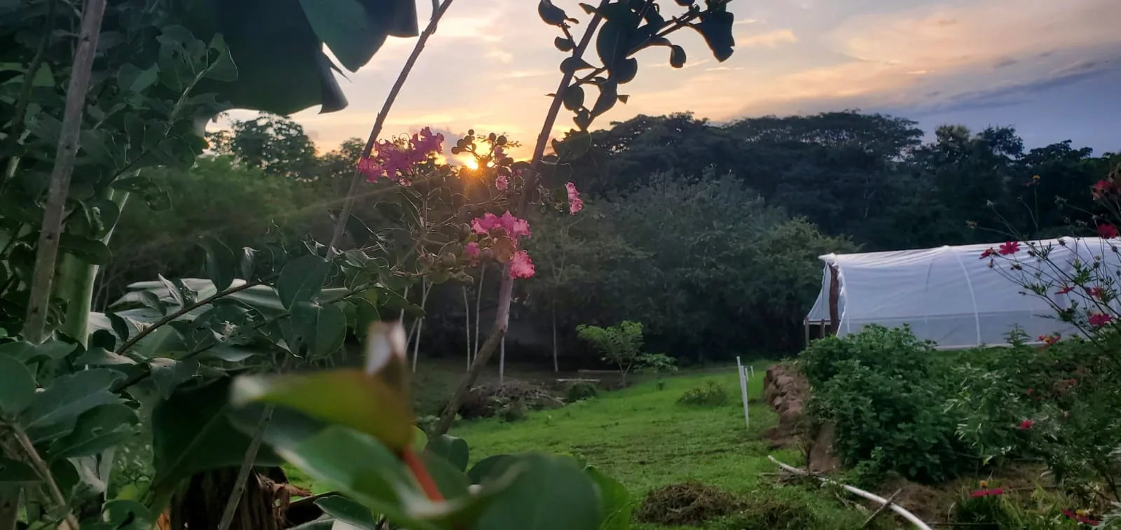 Sunset over the greenhouse at Finca 588